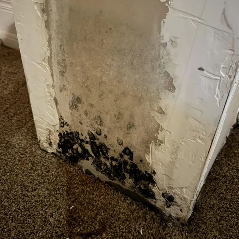 Professional Mold Removal in Sorrento, LA